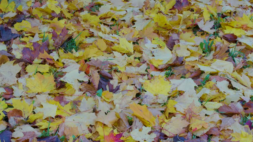Autumn Fallen Leaves And Green Ground Cover With Yellow Maple Leaves On Forest Floor.