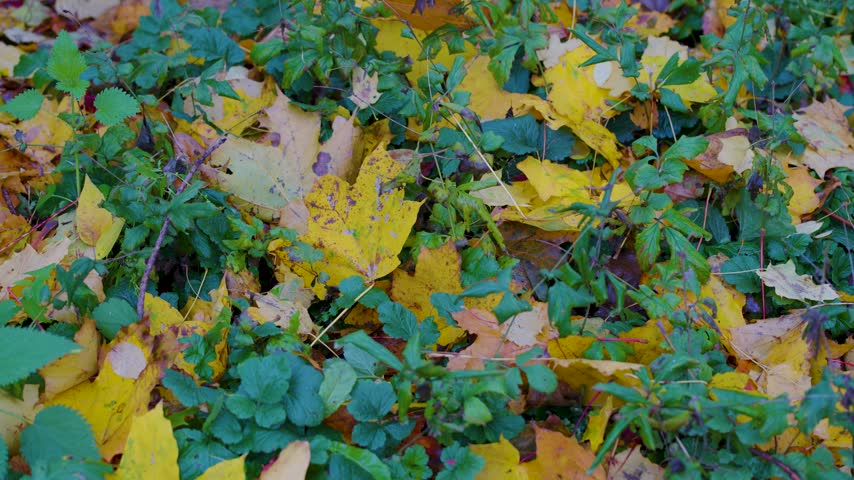 Autumn Fallen Leaves And Green Ground Cover With Yellow Maple Leaves On Forest Floor.