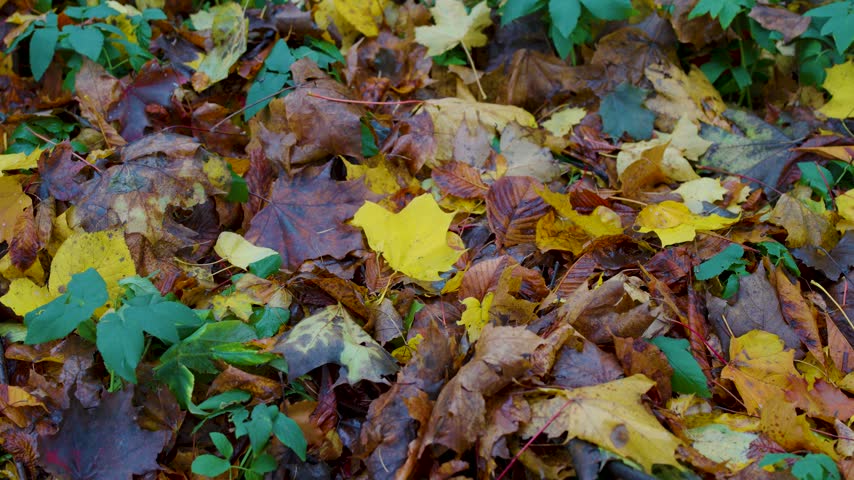 Autumn Fallen Leaves And Green Ground Cover With Yellow Maple Leaves On Forest Floor.