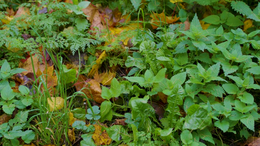 Autumn Fallen Leaves And Green Ground Cover With Yellow Maple Leaves On Forest Floor.