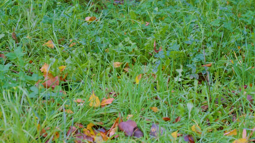 Autumn Fallen Leaves And Green Ground Cover With Yellow Maple Leaves On Forest Floor.