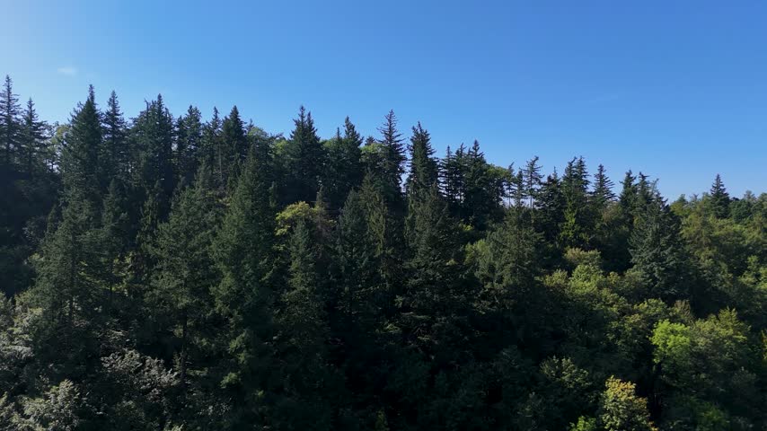 Aerial view of the Black Hills in South Dakota, USA. Coniferous pine forest.