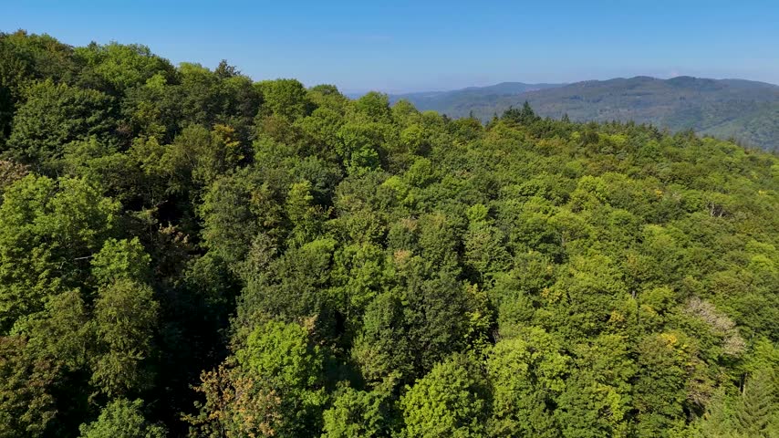 Aerial view of the Black Hills in South Dakota, USA. Coniferous pine forest.