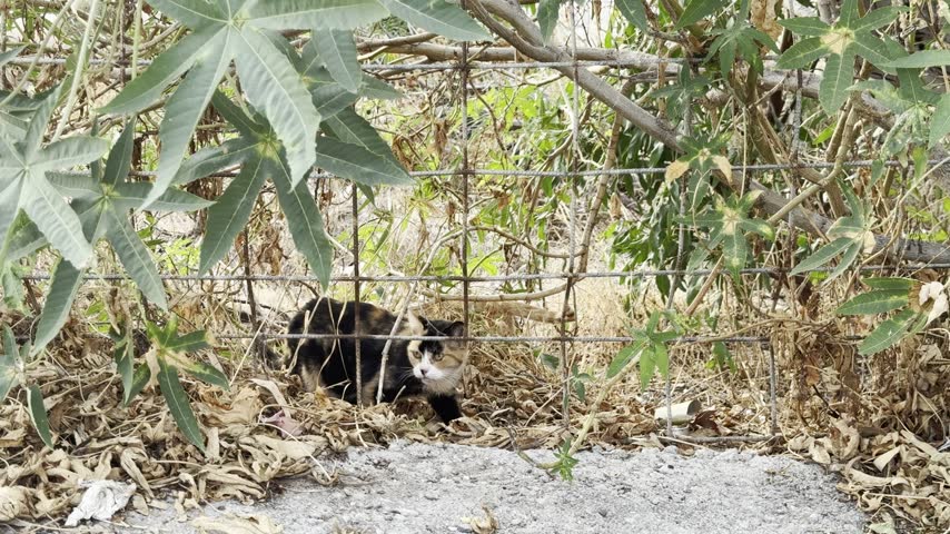 A calico cat rests among dry leaves behind a wire fence while a tabby cat peers through tangled vegetation farther back.