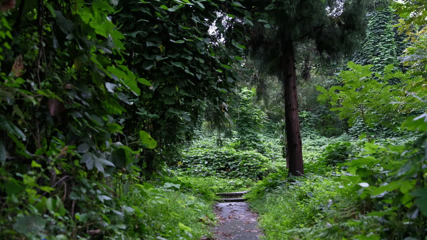 Forest trail leading to stone steps surrounded by lush subtropical vegetation