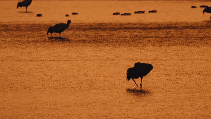 Silhouetted waterbirds wading and taking flight across glowing golden amber water at sunset in a serene wetland natural habitat.