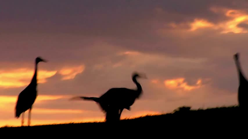 Silhouettes of cranes standing and flapping wings against a dramatic golden and orange sunset sky during peaceful dusk evening.
