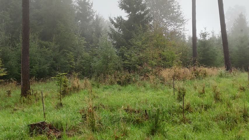 Dense Fog over a Forested Hillside