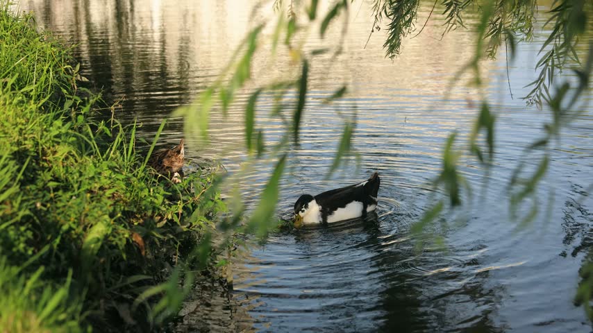Two Ducks Swimming on Calm Pond Water
