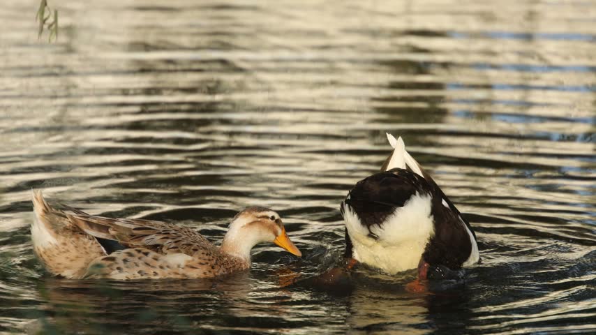 Two Ducks Swimming on Calm Pond Water