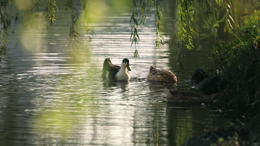 Two Ducks Swimming on Calm Pond Water