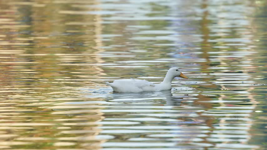 White Duck Swimming on Calm Reflective Water