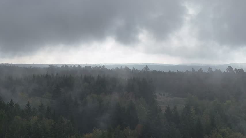 Foggy Forest beneath a Cloudy Sky