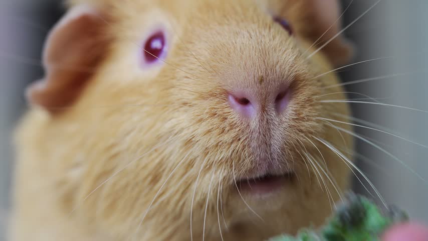 Close up shot of a cute ginger guinea pig chewing green leaves offered by a person, moving its mouth and whiskers while enjoying a tasty snack