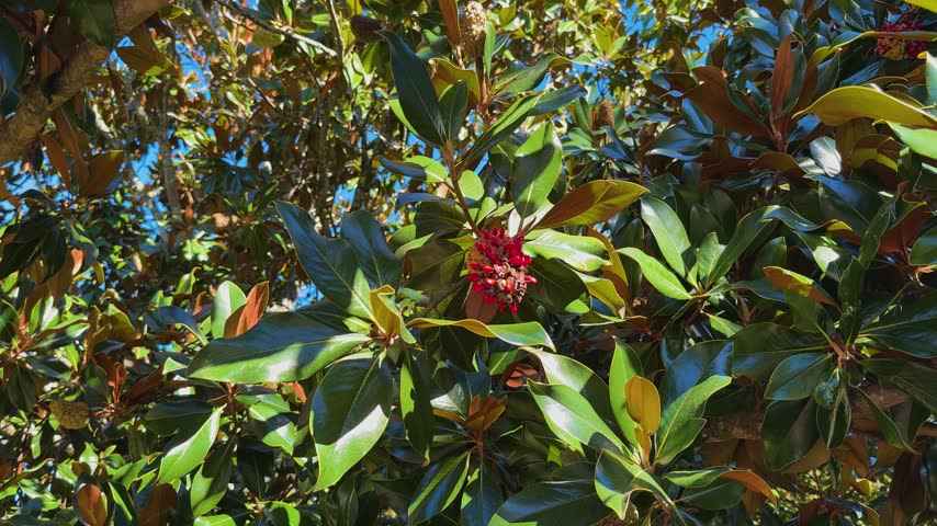 Close-up of a Southern Magnolia tree aggregate fruit pod bursting with vibrant red seeds in autumn sunshine.