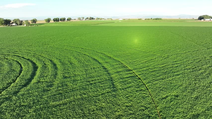 Flourishing Farmland with Center Pivot Irrigation in Northern Colorado fertile land produces green crops.