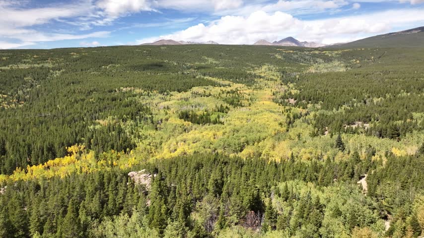 Colorado forest in Roosevelt National Park during color change with peaks in the distance, beautiful puffy clouds.