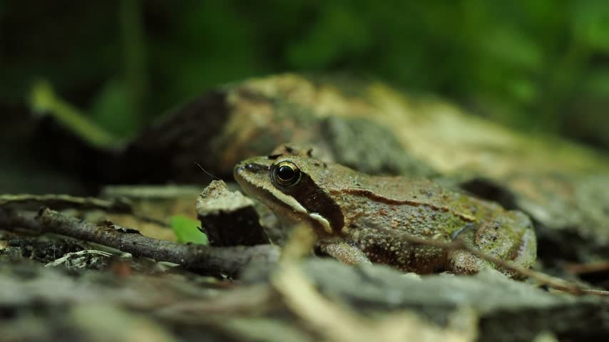 A common jumping frog sitting in leaf litter breathing. 