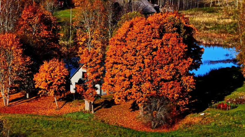 Aerial view of a house nestled among vibrant autumn trees with orange and red foliage, featuring a small pond and lush green grass in Sigulda Municipality, Latvia.