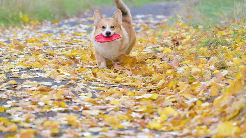 slow-motion video of a corgi playing frisbee in an autumn park