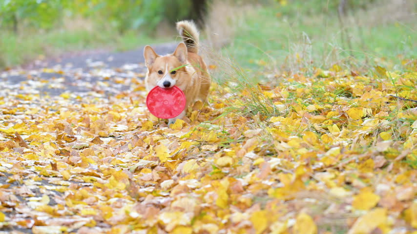 slow-motion video of a corgi playing frisbee in an autumn park