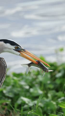 Great Blue Heron Caught and Swallowing a Fish 