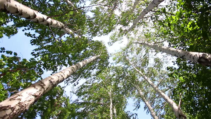 turning tops of summer birch trees with sun shining - loopable