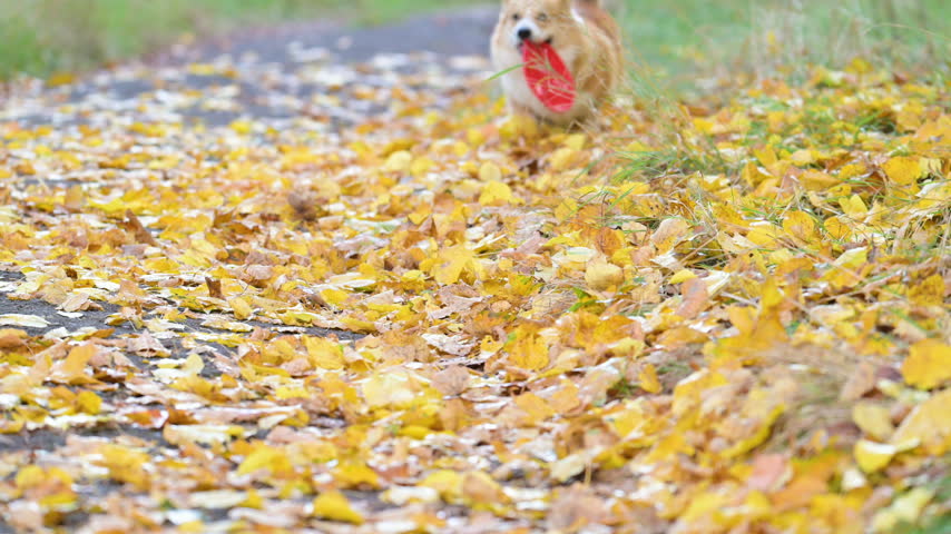 slow-motion video of a corgi playing frisbee in an autumn park
