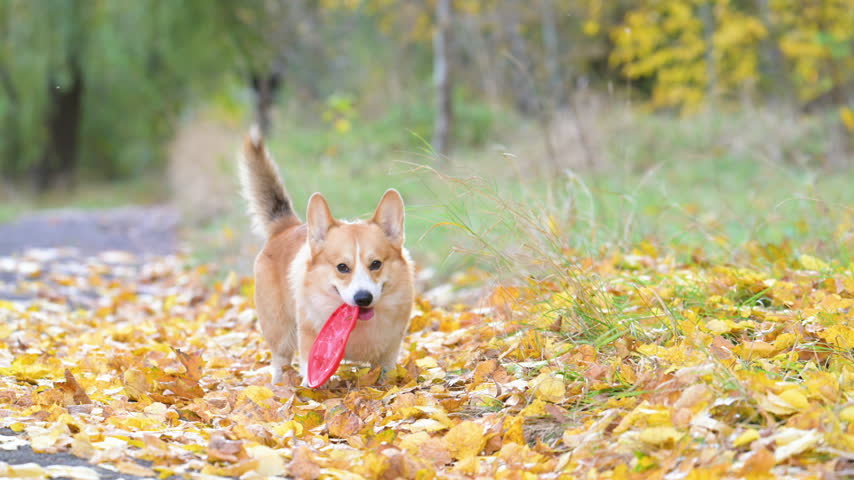 slow-motion video of a corgi playing frisbee in an autumn park