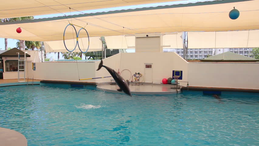 dolphin show - dolphins jumping through ring