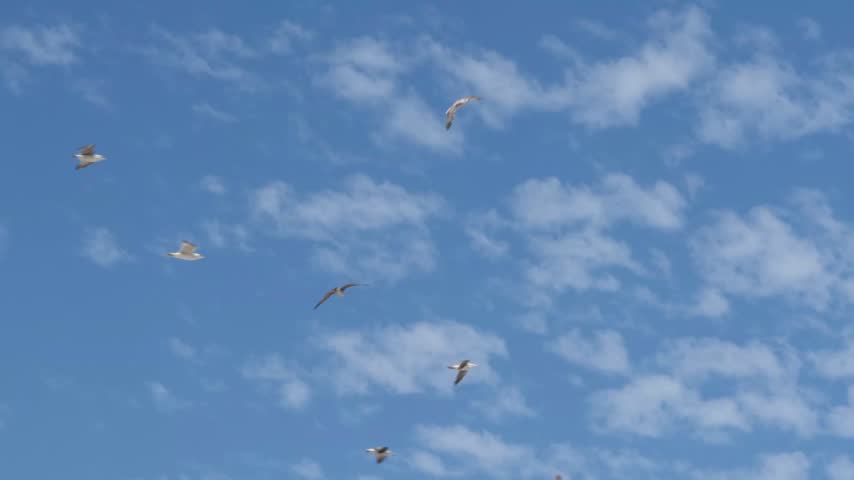 Flock of seagulls flying together against a blue sky with white clouds