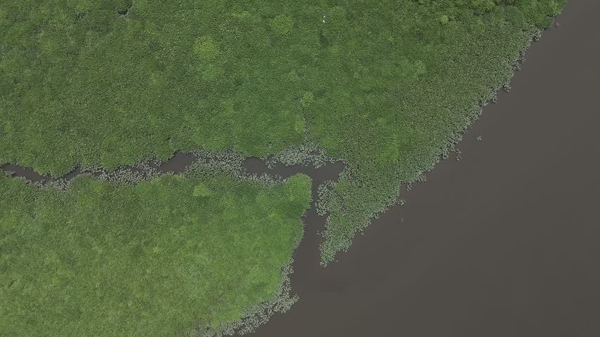 Top down aerial view of a narrow tidal creek winding through dense green marsh along the Choptank River, Denton, Maryland, USA.