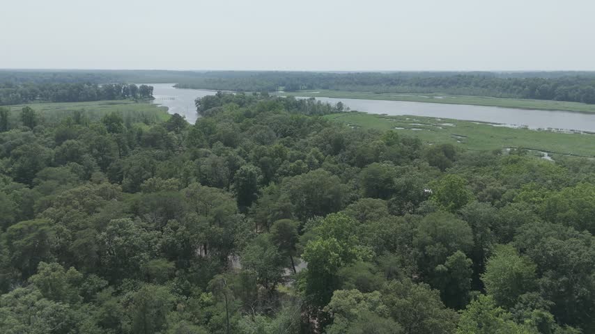 Aerial drone flight over dense summer forest canopy toward the wide Choptank River and marshland under a hazy sky, Denton, Maryland, USA.