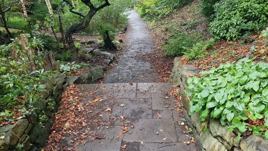 Stone Staircase Descending Between Ivy-Covered Boulders and Uniquely Twisted Trees in a Rain-Wet Woodland Garden with Yellow Autumn Leaves