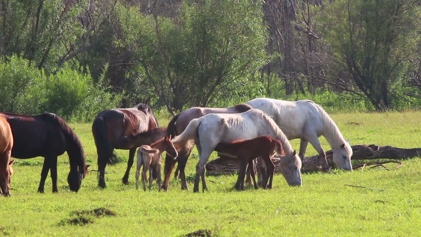 horses and foal grazing on pasture at summer