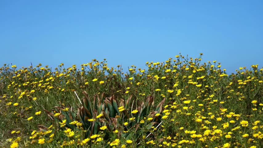Field of yellow wildflowers blooming under clear blue sky