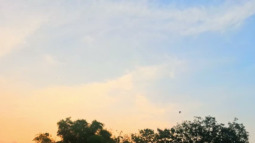 dusk sky or sunset with gradations of blue orange and yellow and silhouettes of trees at the bottom