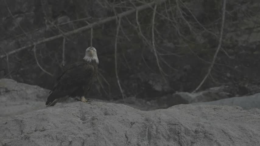 A bald eagle turns its white head while perched on a broad rock, with bare branches and a shaded rocky backdrop behind it.