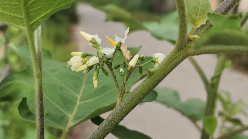 Macro shot of small white flowers with bright yellow centers blooming on a green stem of a vegetable plant in daylight.