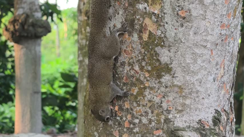 Cinematic close-up shot of a cute furry squirrel looking around curiously on a tree trunk in its natural habitat