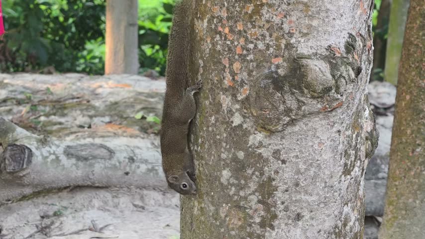 A small cute squirrel climbing and looking around curiously on a rough tree trunk in the wild.