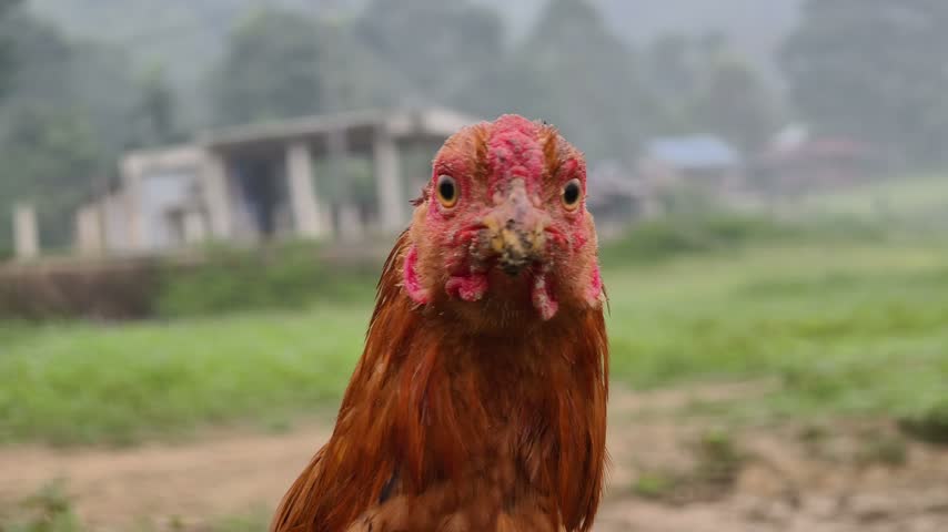 chicken head in close up