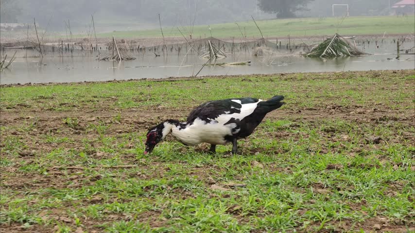 great black and white duck in the marsh