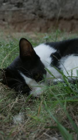 Black and White Cat Resting in Grass, Looking Calmly Toward the Camera Outdoors