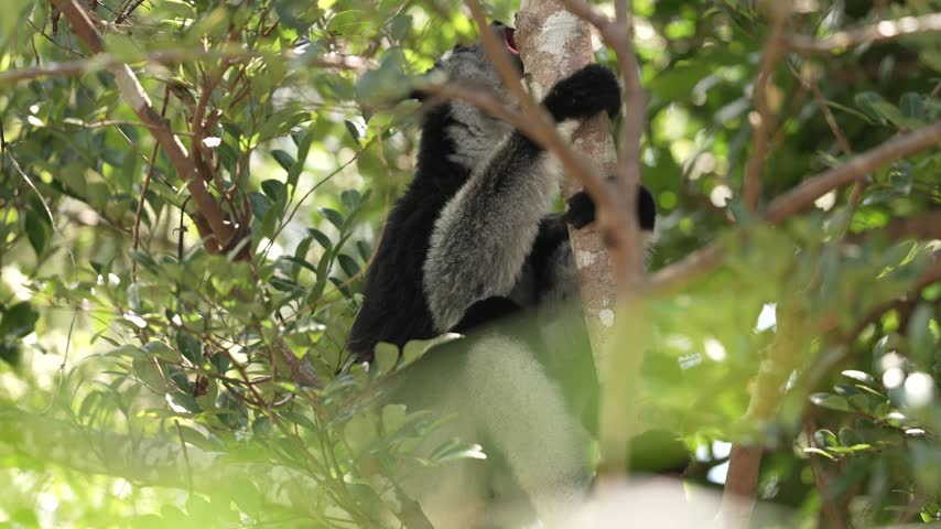 Common brown lemur, Eulemur fulvus, Andasibe Mantadia NP, Madagascar. Grey brown monkey on tree, in the forest habitat, Endemic i Madagascar. Wildlife nature. Animal with sun light background.