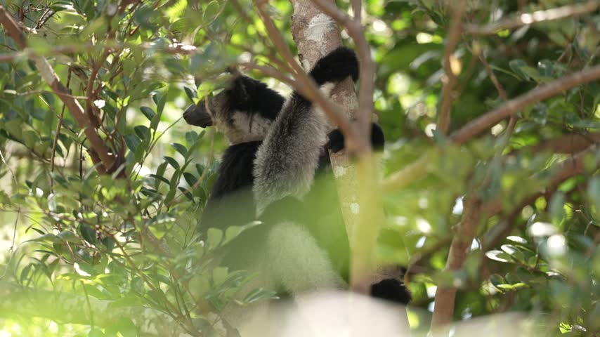 Common brown lemur, Eulemur fulvus, Andasibe Mantadia NP, Madagascar. Grey brown monkey on tree, in the forest habitat, Endemic i Madagascar. Wildlife nature. Animal with sun light background.
