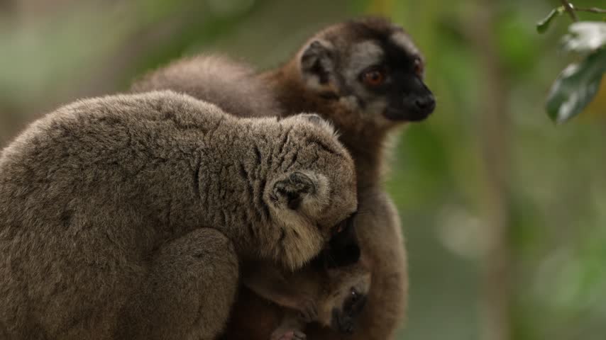 Common brown lemur, Eulemur fulvus, Andasibe Mantadia NP, Madagascar. Grey brown monkey on tree, in the forest habitat, Endemic i Madagascar. Wildlife nature. Animal with sun light background.