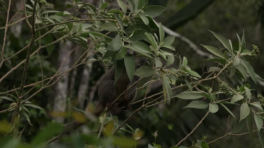 Common brown lemur, Eulemur fulvus, Andasibe Mantadia NP, Madagascar. Grey brown monkey on tree, in the forest habitat, Endemic i Madagascar. Wildlife nature. Animal with sun light background.