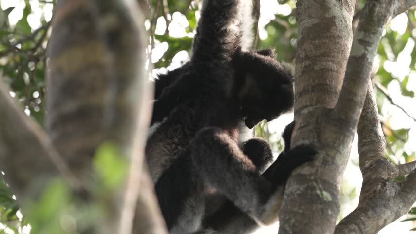 Wildlife Madagascar, babakoto, Indri indri, monkey, wide angle lens with habitat in Kirindy Forest, Madagascar. Lemur in the nature . Sifaka on the tree, sunny day. Largest living lemur.