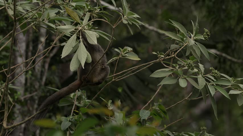 Common brown lemur, Eulemur fulvus, Andasibe Mantadia NP, Madagascar. Grey brown monkey on tree, in the forest habitat, Endemic i Madagascar. Wildlife nature. Animal with sun light background.